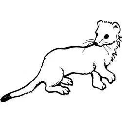 Coloriage Belette marchant avec un long corps et une queue étirée