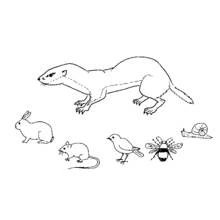 Coloriage Belette entourée de petits animaux