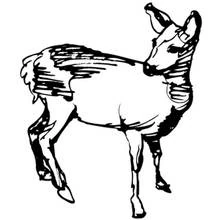 Coloriage Biche debout la tête tournée en arrière