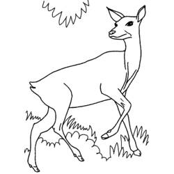 Coloriage Biche marchant dans l'herbe