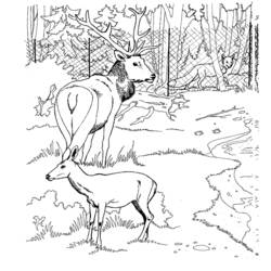 Coloriage Biche debout près d'un grand cerf dans la forêt