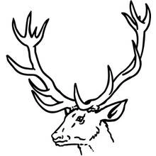 Coloriage Biche avec de grands bois