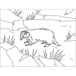 Coloriage Blaireau marchant parmi les rochers et l'herbe