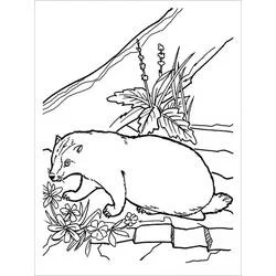 Coloriage Blaireau avec fleurs et plantes