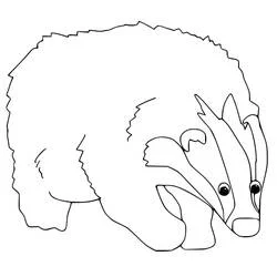 Coloriage Blaireau en marche