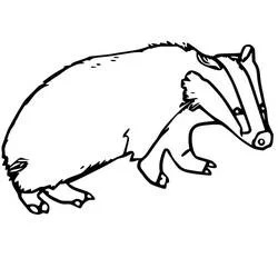 Coloriage Blaireau européen en marche