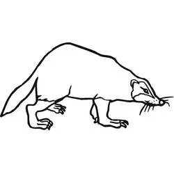 Coloriage Blaireau en marche avec de longues griffes