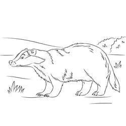Coloriage Blaireau marchant dans un paysage herbeux