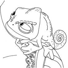 Coloriage Caméléon Pascal perché sur une branche