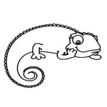 Coloriage Caméléon à la queue enroulée