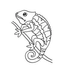 Coloriage Caméléon perché sur une branche