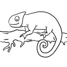 Coloriage Caméléon perché sur une branche