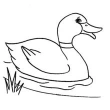 Coloriage Canard nageant sur l'eau
