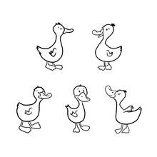 Coloriage Canard cinq petits canards en rangée