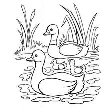 Coloriage Canard famille nageant parmi les roseaux