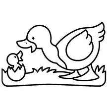 Coloriage Canard avec un caneton sortant de son œuf