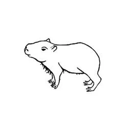 Coloriage Capybara debout de profil