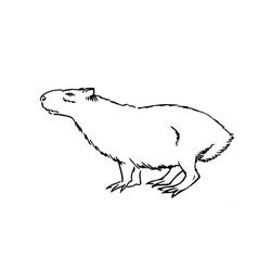 Coloriage Capybara debout de profil