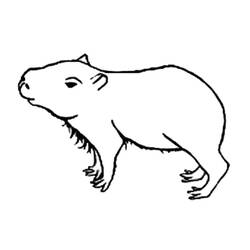 Coloriage Capybara debout de profil