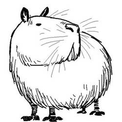 Coloriage Capybara au corps rond et poilu