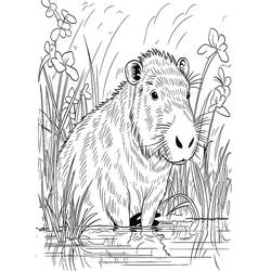 Coloriage Capybara debout dans l'eau peu profonde