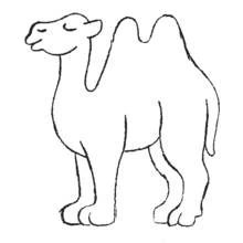Chameau - Coloriages gratuits à imprimer