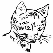 Coloriage Chaton vu de face en gros plan
