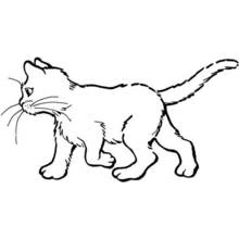 Coloriage Chaton marchant la queue levée