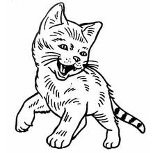 Coloriage Chaton la bouche grande ouverte
