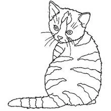 Coloriage Chaton assis au pelage rayé