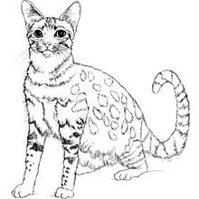 Coloriage Chaton au pelage tacheté assis bien droit