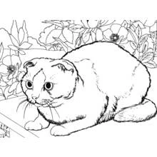 Coloriage Chaton allongé parmi les fleurs