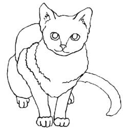 Coloriage Chaton assis regardant devant lui