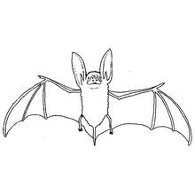 Coloriage Chauve-souris aux ailes déployées