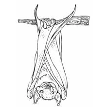 Coloriage Chauve-souris accrochée à une branche