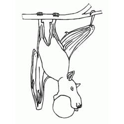 Coloriage Chauve-souris suspendue à une branche