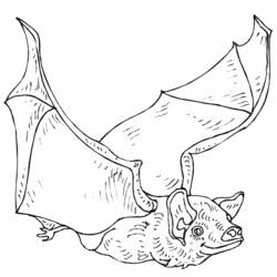 Coloriage Chauve-souris en plein vol