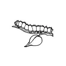 Coloriage Chenille rampant sur une feuille