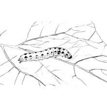 Coloriage Chenille mangeant une feuille