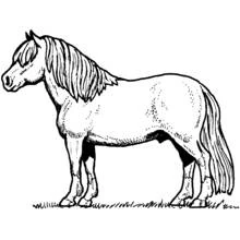 Coloriage Cheval à la longue crinière debout dans l'herbe