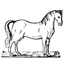 Coloriage Cheval debout dans un pré