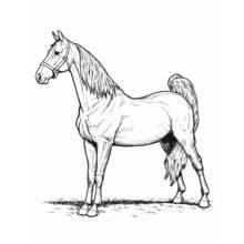 Coloriage Cheval debout à l'allure élégante