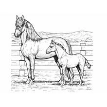 Coloriage Cheval et poulain près d'une clôture
