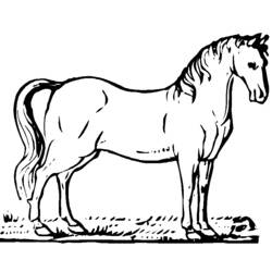 Coloriage Cheval debout dans l'herbe
