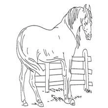 Coloriage Cheval debout près d'une barrière en bois