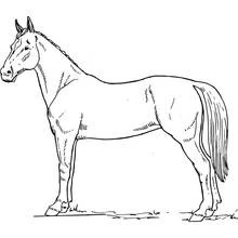 Coloriage Cheval debout de profil