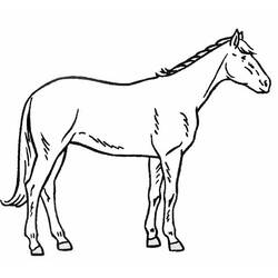 Coloriage Cheval debout de profil
