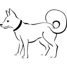 Coloriage Chien à la queue enroulée debout