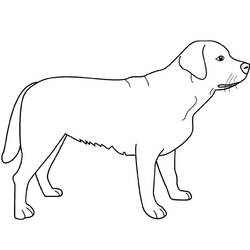 Coloriage Chien labrador debout de profil