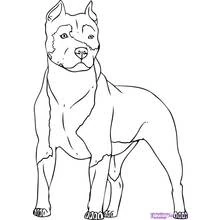 Coloriage Chien pitbull debout